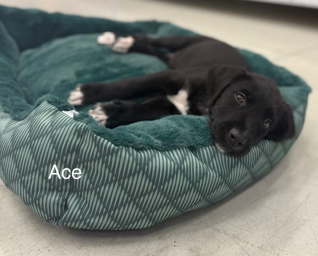 Ace Ace